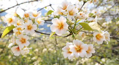 萬畝油桐花迎來最佳觀賞期