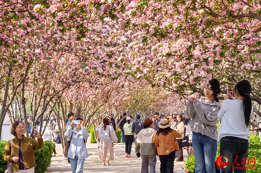 文化中心海棠花开吸引众多市民游客游览。人民网记者 陶建摄