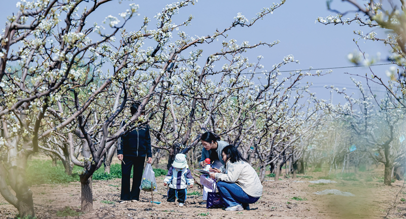4月4日，静海区第四届良王庄乡梨花节开幕。 记者 潘立峰 摄