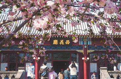 周恩来邓颖超纪念馆西花厅的海棠花盛开，各地观众纷纷前来赏花忆伟人。