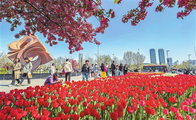 河西区友谊路旁“友谊之花”雕塑前，郁金香竞相开放。记者 吴迪 摄