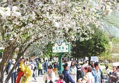 4月6日，天津大学海棠季卫津路校区专场活动集中举行，超过10万名师生、校友、中小学生及市民、游客共赴这场春日盛会。 记者 姜宝成 张立 摄
