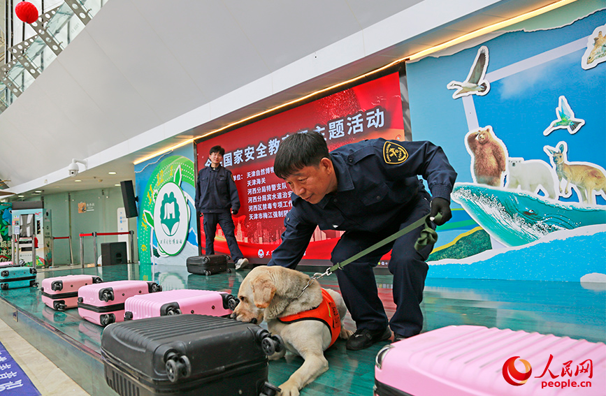 海關工作人員帶著工作犬，現場展示搜尋行李箱違禁品。人民網記者 崔新耀攝
