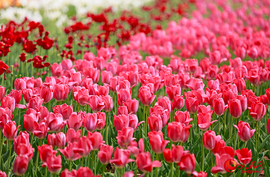 各色郁金香连片盛开。人民网记者 崔新耀摄