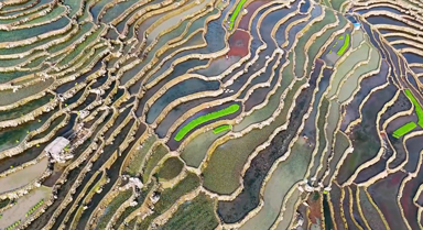 春耕的雲南梯田宛如大地指紋