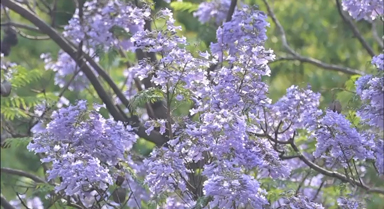 藍花楹“浪漫傾城”