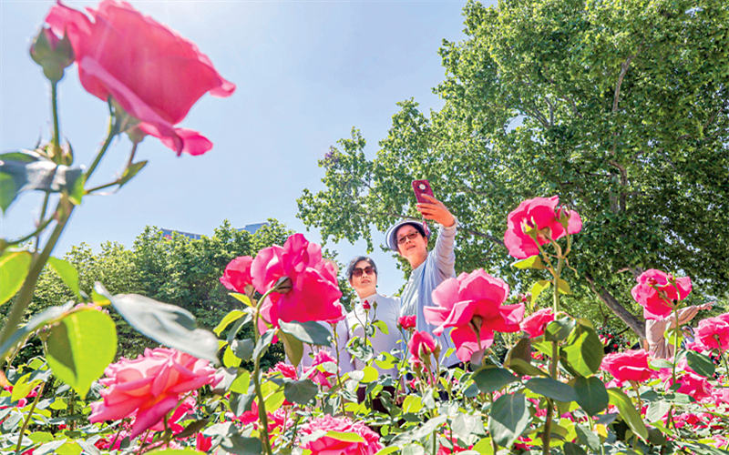 睦南公园月季盛放 初夏津城添美景