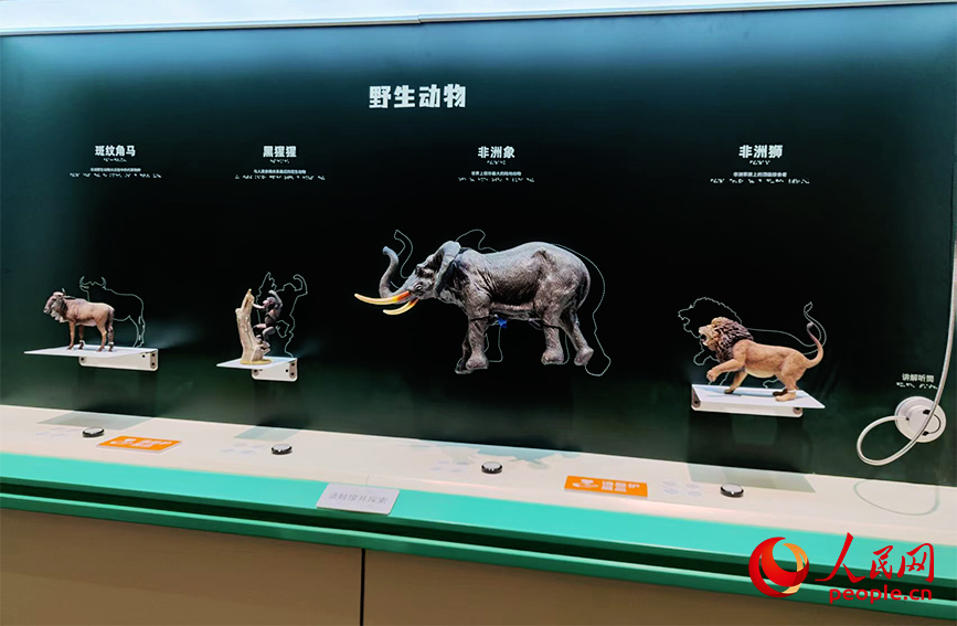 可触摸的非洲野生动物模型。人民网记者 郭维瑾摄