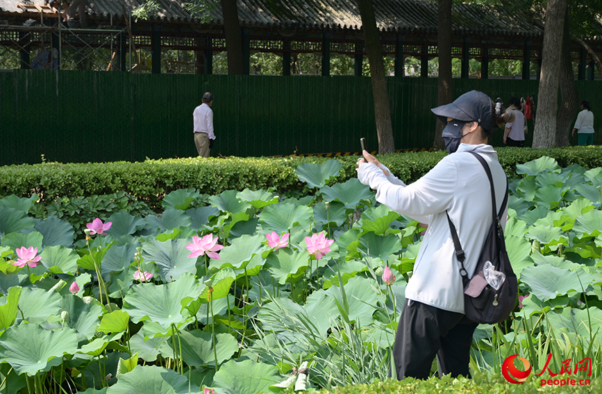 市民在荷花池边拍照，池边阴凉处成为市民散步、游乐的首选位置。人民网记者 孙一凡摄