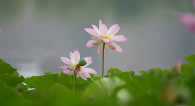 荷韵悠悠尽显夏日温柔